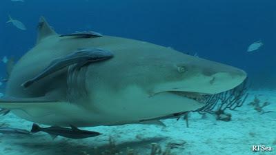 Shark Repellent: a new study indicates visual cues could be a deterrent
