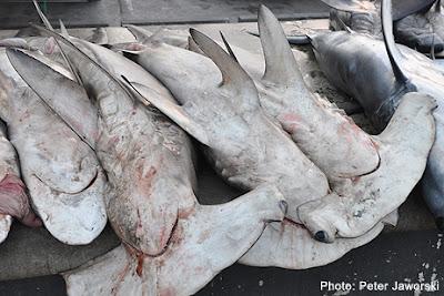 Saving Sharks in Arabia: conference to look at regulating commercial shark fishing