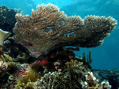 Coral Reef Cornucopia: rich coral biodiversity off Madagascar