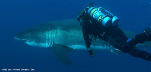 Sharks, the Beauty of the Ocean Predator: March lecture/exhibition event in Long Beach, CA