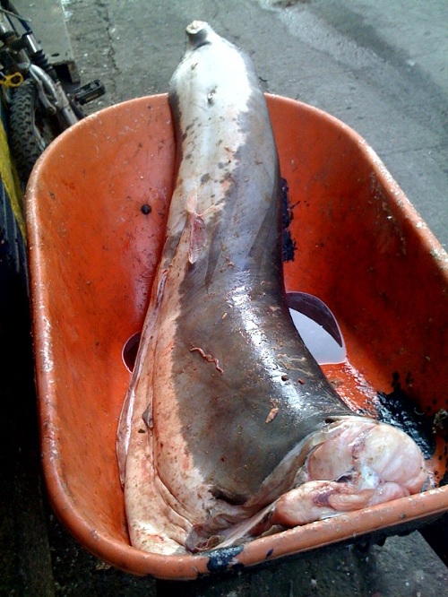 Great White Sharks: local fishermen catch juveniles in Baja, Mexico