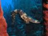 Pat from Kingston NY | Scuba Diver