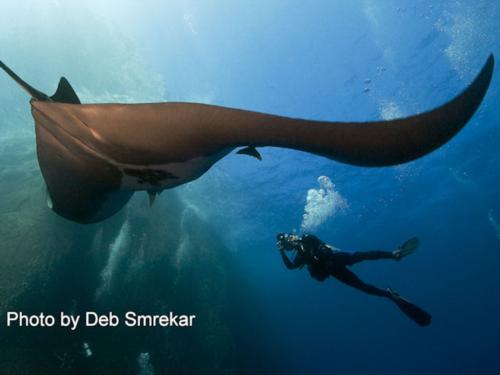 Diving Mexico’s Socorro Island