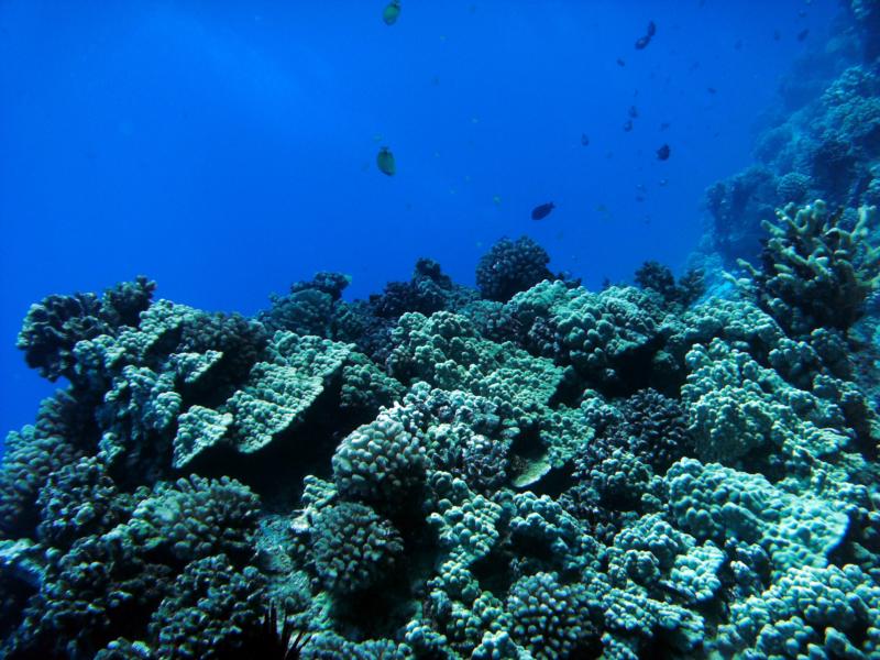 Honolua Bay - Beautiful Reef