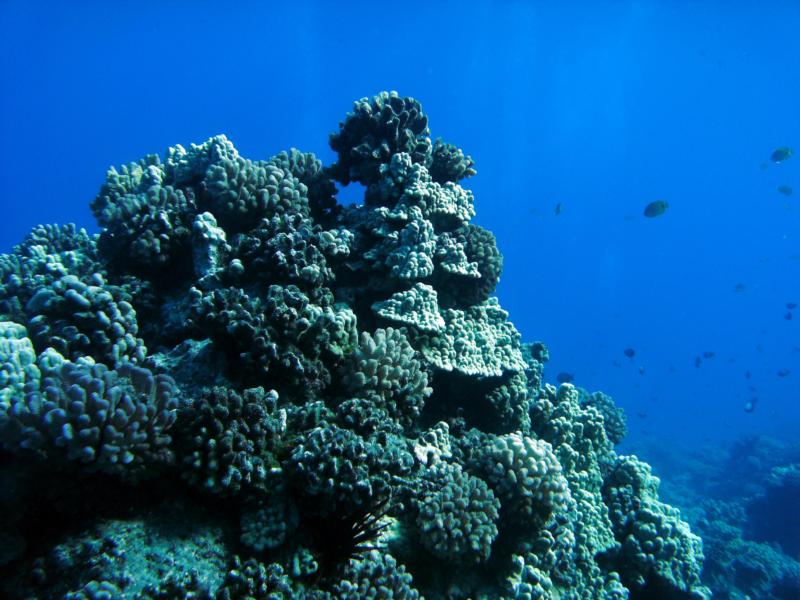 Honolua Bay - Beautiful Reef