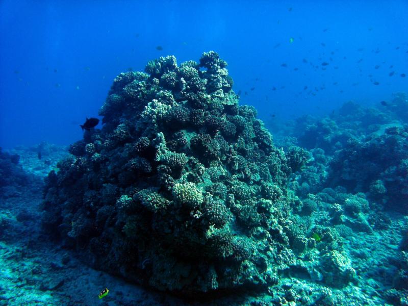 Honolua Bay - Beautiful Reef