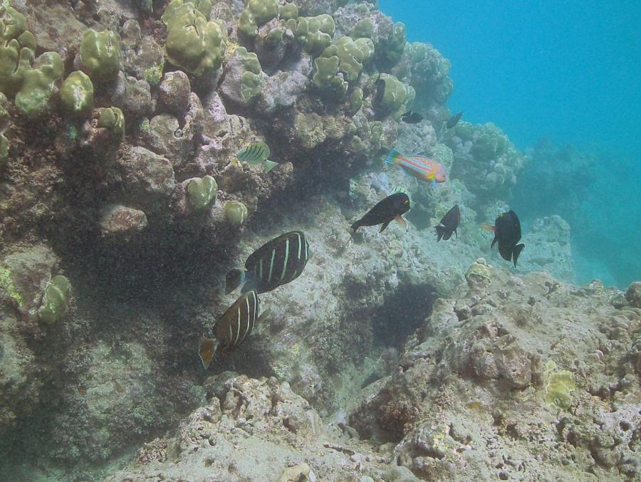 Hanauma Bay - Hanauma Bay