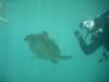 Shark’s Cove - Dennis & a Turtle 6/2006