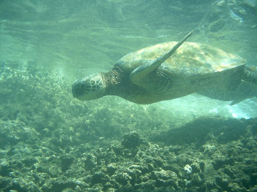 Shark’s Cove - Turtle 6/2006