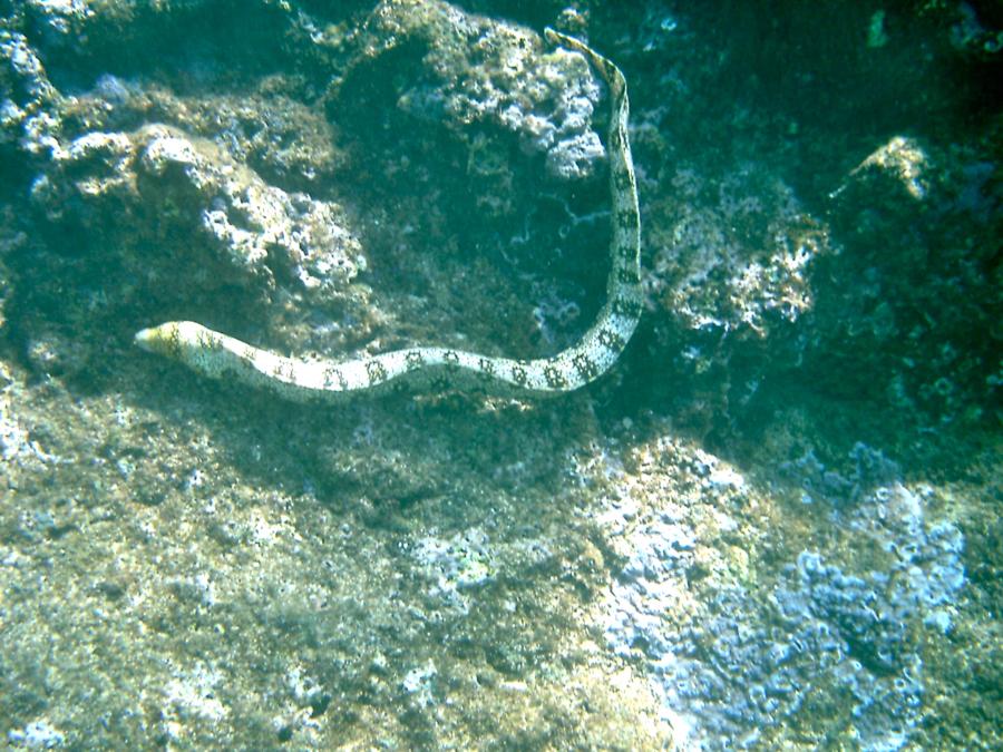 Shark’s Cove - Eel 5/2011