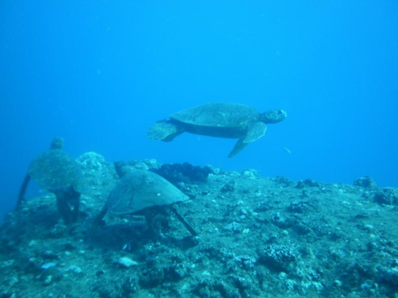 Three Tables - HONU! At the turtle cleaning station.