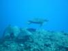 HONU! At the turtle cleaning station.