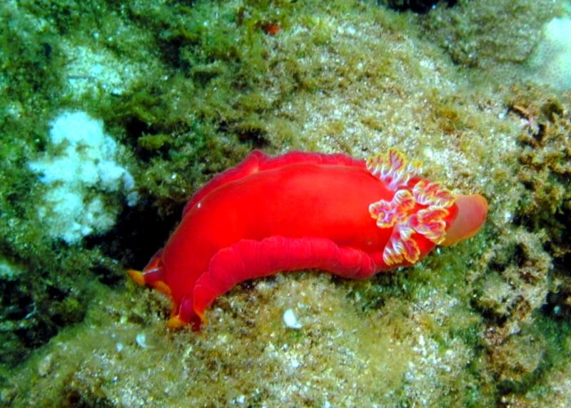 Waimea Bay (wall) - Spanish Dancer Nudi - Waimea Bay