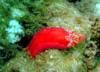 Spanish Dancer Nudi - Waimea Bay