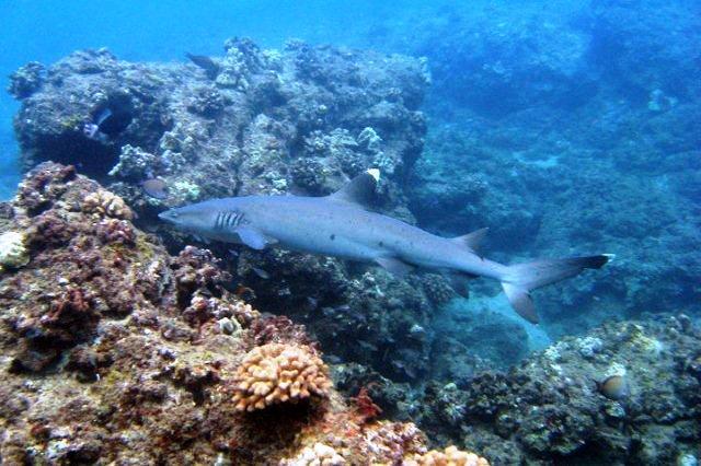 Makaha Caverns - White Tip Reef Shark
