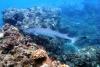 Makaha Caverns - White Tip Reef Shark