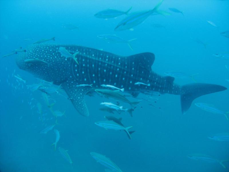 Richelieu Rock - Whaleshark at Richelieu Rock