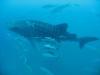 Whaleshark at Richelieu Rock