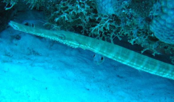 Hawksbill Reef North - Trumpetfish