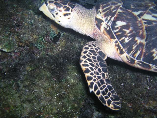 Hawksbill Reef North - Sometime you do find a turtle on Hawksbill