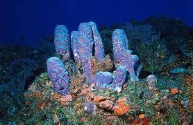 Rainbow Reef - Rainbow Reef