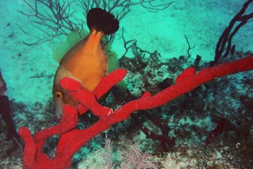 Victory Reef - Orange spotted filefish