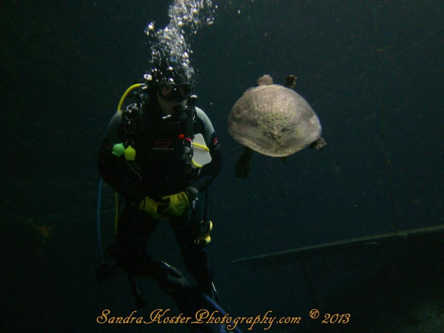 Blue Grotto Dive Resort - Diving with the Sink Hole Mascot, Miss Nelly, the soft shell Turtle.