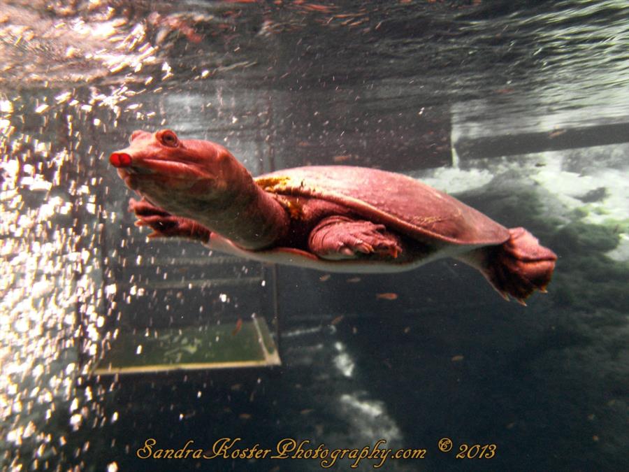 Blue Grotto Dive Resort - Miss Virgil, up close and personal.