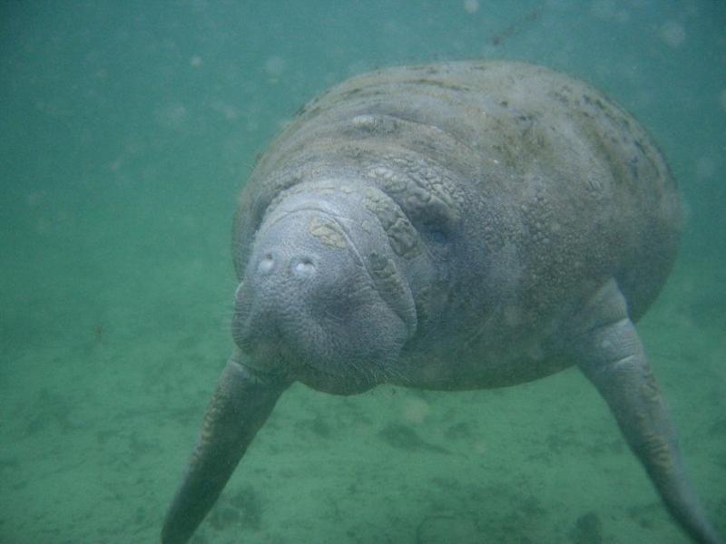 Three Sisters Spring - Manatee at Three Sisters