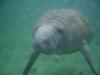 Three Sisters Spring - Manatee at Three Sisters