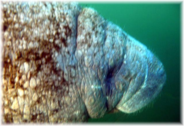 Three Sisters Spring - Manatee found at 3 sister springs