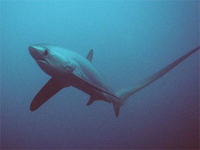 Malapascua - Thresher Sharks