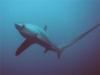 Malapascua - Thresher Sharks