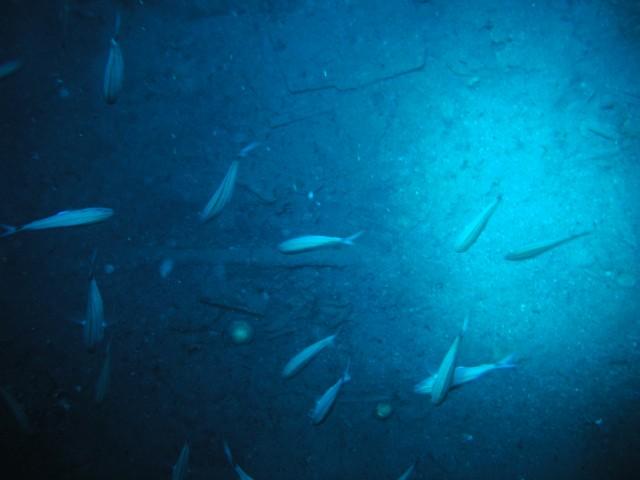 U-352 - Down the hatch