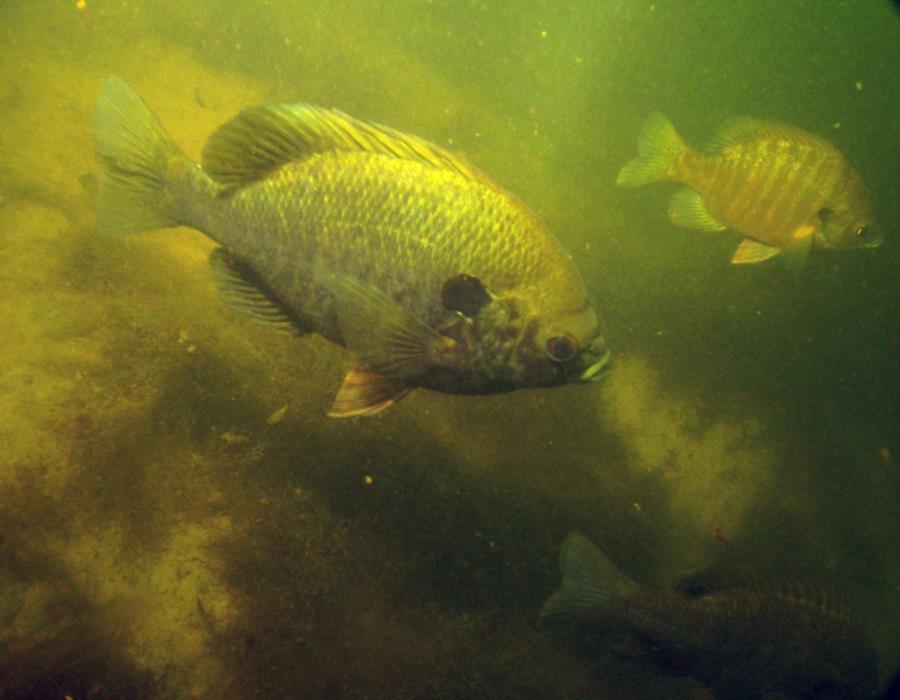 Twin Lakes Scuba Park - Twin Lakes Fish