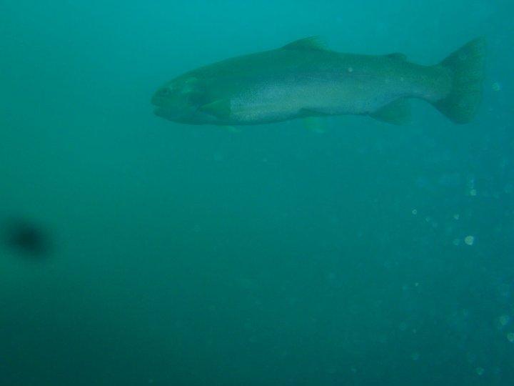 Lake Hydra - Dutch Springs trout.