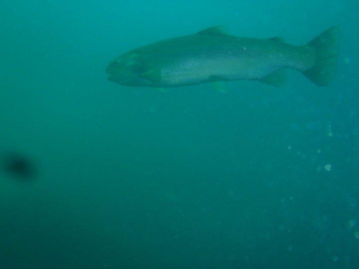 Lake Hydra, was Dutch Springs - Dutch Springs trout.