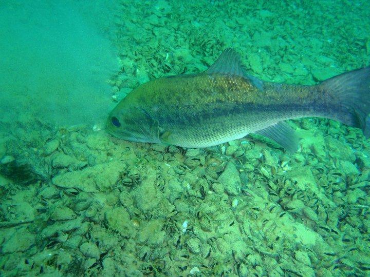 Lake Hydra - Dutch Springs bass.