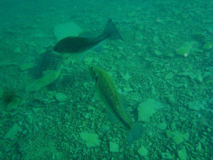Lake Hydra - Dutch Springs bass.