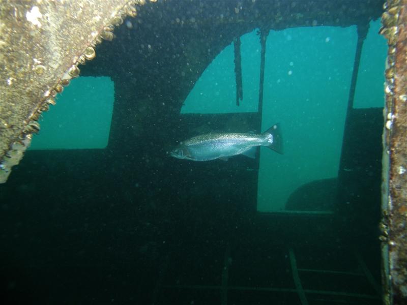 Lake Hydra - Silver Comet and friend