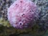 Pink sponge