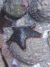 Sea star