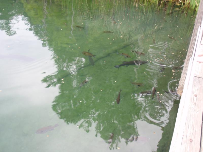 Lake Phoenix (previously Lake Rawlings) - Fish Like cat food