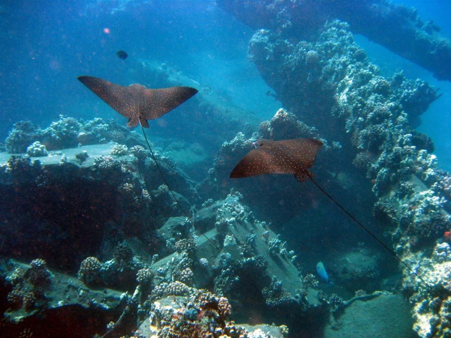 Mala Ramp (Lahaina Pier) - Eagle Rays