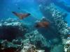 Eagle Rays - B4UDive