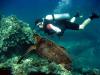 Mala Ramp (Lahaina Pier) - Friendly green sea turtles