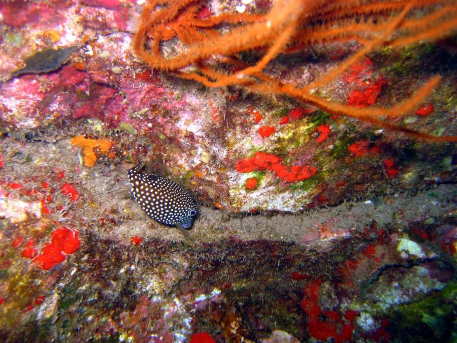 Mala Ramp (Lahaina Pier) - Underneath the wreakage...