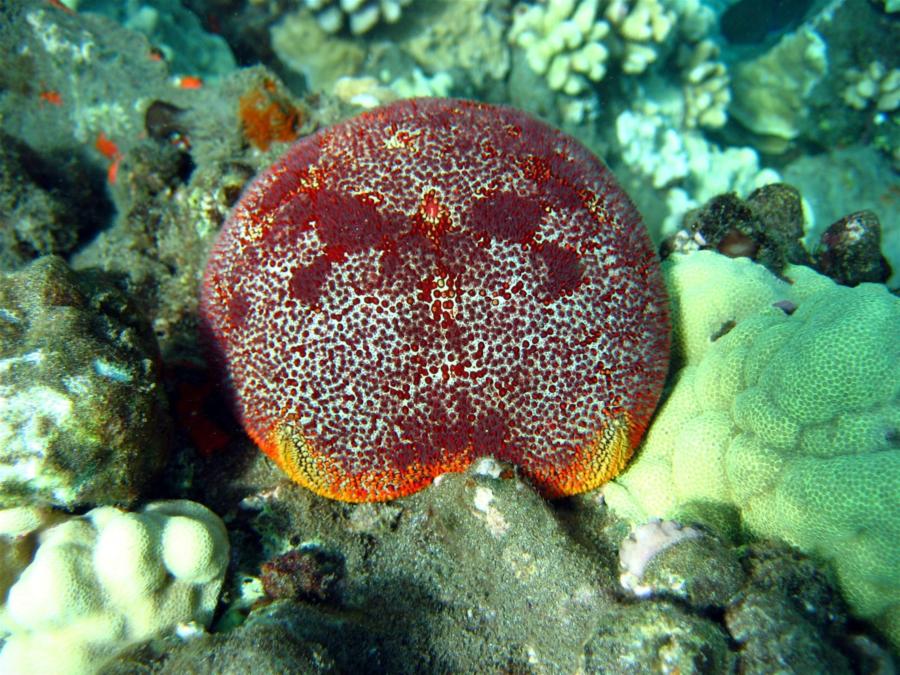 Mala Ramp (Lahaina Pier) - Shark’s Pillow