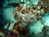 Can you find this frog fish? - B4UDive