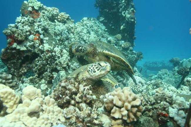 Mala Ramp (Lahaina Pier) - Turtles at Mala Ramp